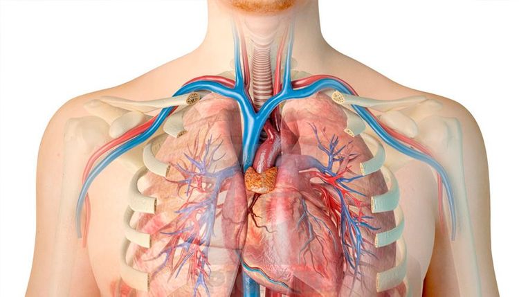 Caso Cl nico S ndrome De Vena Cava Superior